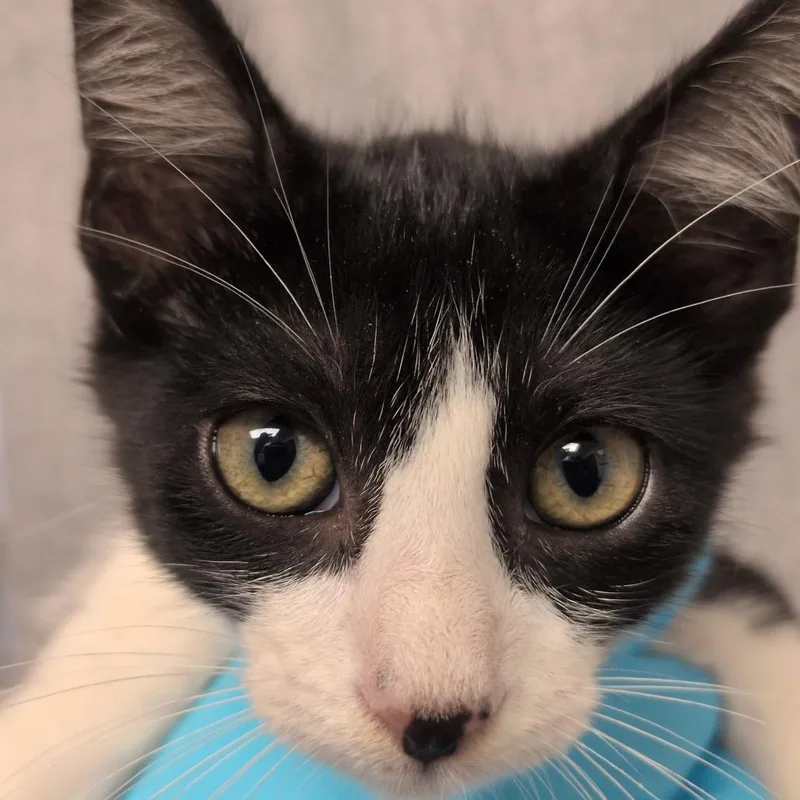 A baby small-sized female Black Domestic Short Hair cat named Ring of Fire for adoption in Hattiesburg, MS