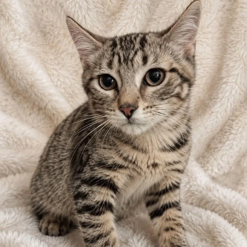 A baby medium-sized female Tabby (Brown / Chocolate) Tabby cat named Josephine for adoption in Wyandotte, MI