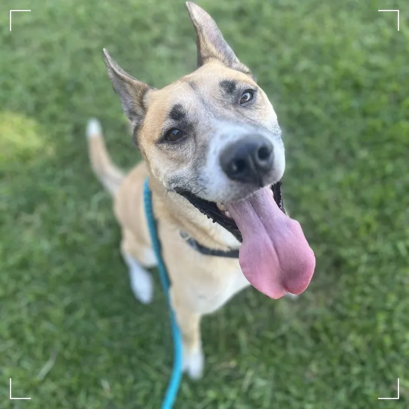 An adult large-sized male Yellow / Tan / Blond / Fawn German Shepherd Dog dog named Hayden for adoption in Upland, CA