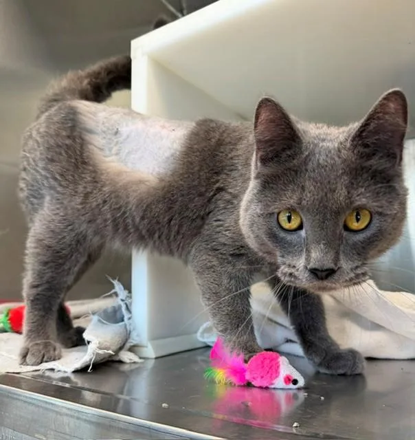 A young small-sized male Domestic Short Hair cat named Milo for adoption in Brighton, CO