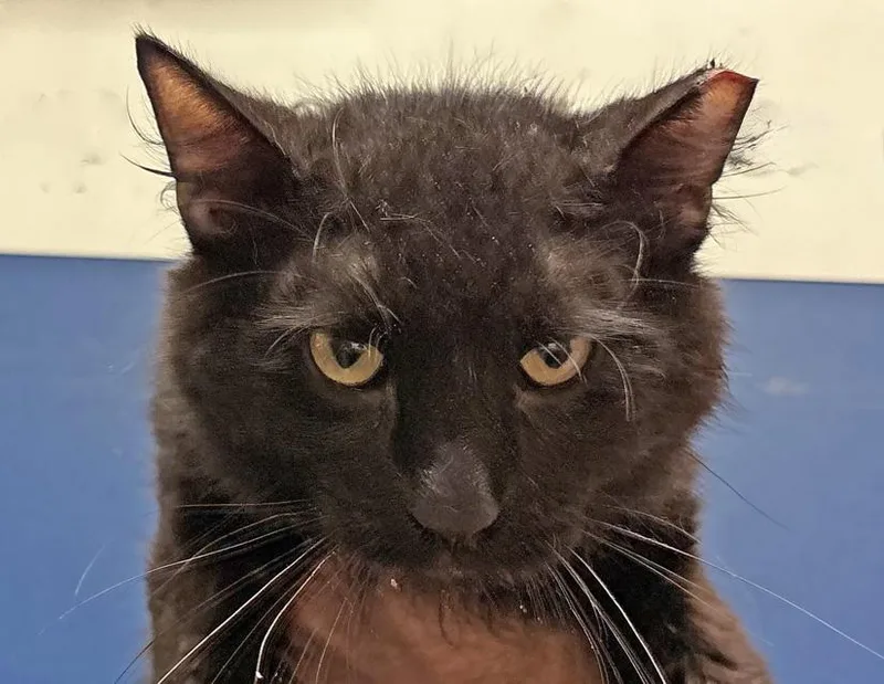 An adult medium-sized male Black Domestic Long Hair cat named Shadow for adoption in Columbus, IN