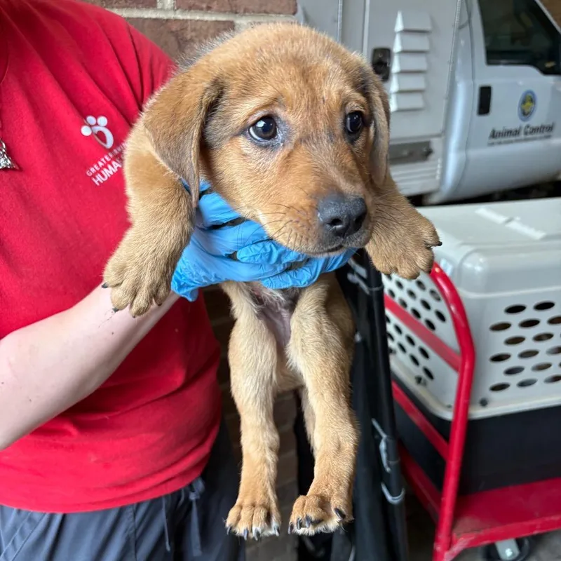 A baby small-sized male Yellow / Tan / Blond / Fawn Cattle Dog dog named Sweeny for adoption in Birmingham, AL