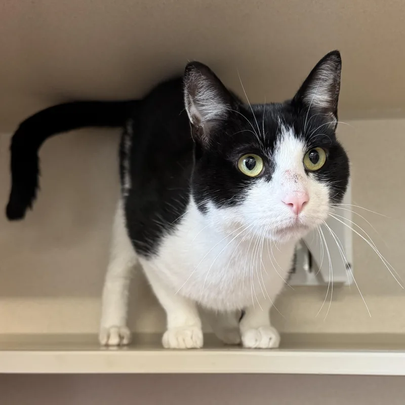 An adult medium-sized male Black & White / Tuxedo Domestic Short Hair cat named Mr. Moon for adoption in Eatontown, NJ