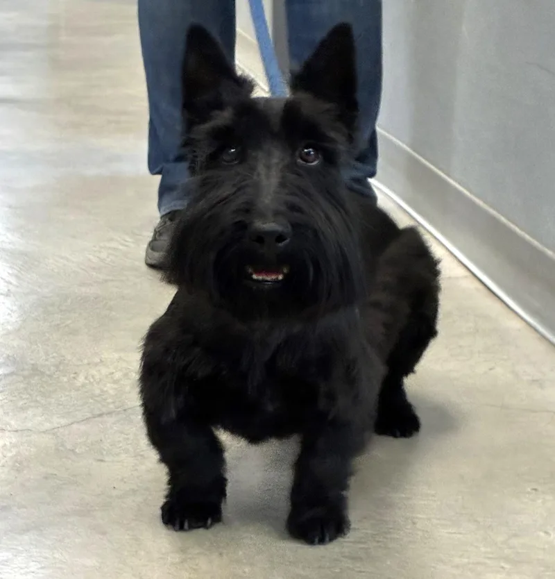 An adult medium-sized male Black Scottish Terrier dog named Chip for adoption in ALPINE, TX