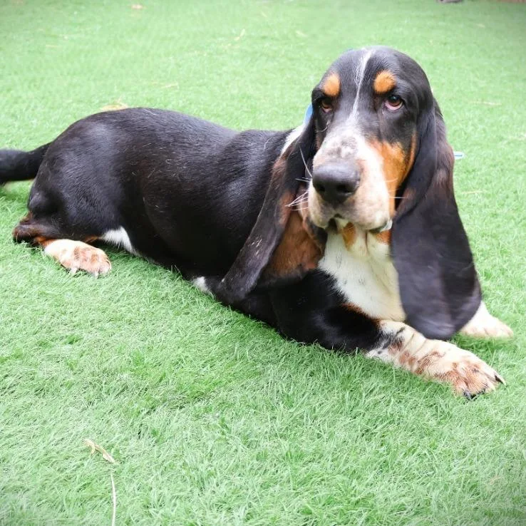 An adult medium-sized male Basset Hound dog named Tony for adoption in Zionsville, IN