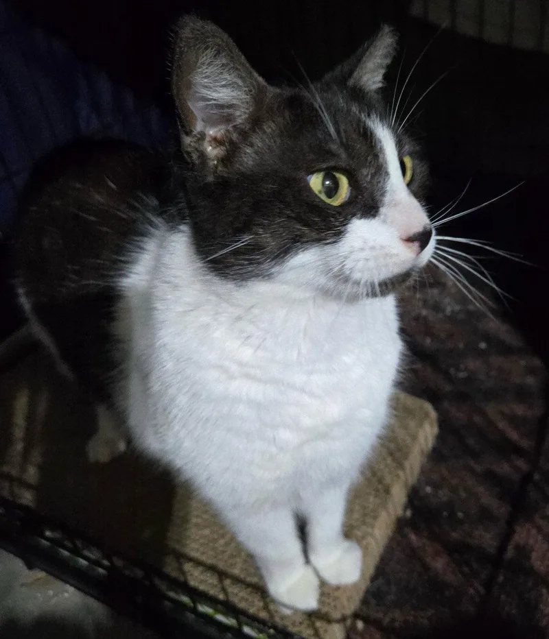 A senior medium-sized female Black & White / Tuxedo Domestic Short Hair cat named Oreo for adoption in Oviedo, FL