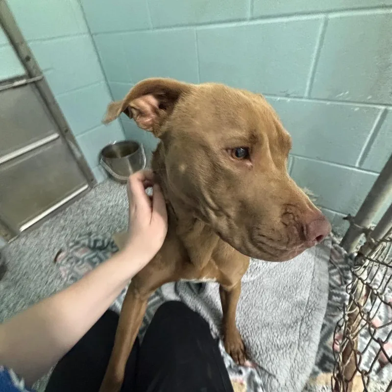 A young large-sized female Terrier dog named Princess for adoption in Hartford City, IN