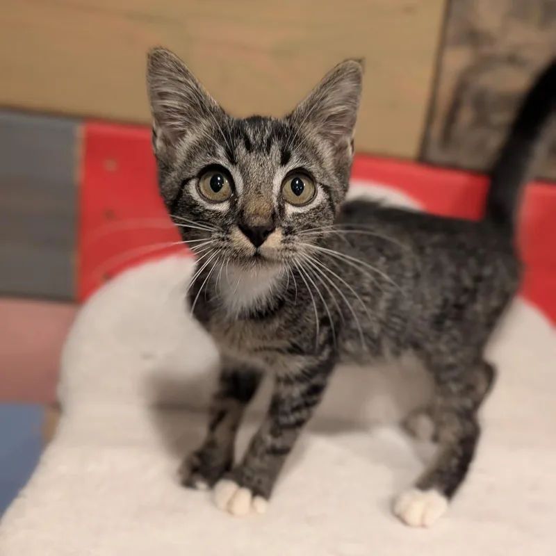 A baby medium-sized male Tabby (Brown / Chocolate) Domestic Short Hair cat named Amadeus for adoption in Cape Girardeau, MO