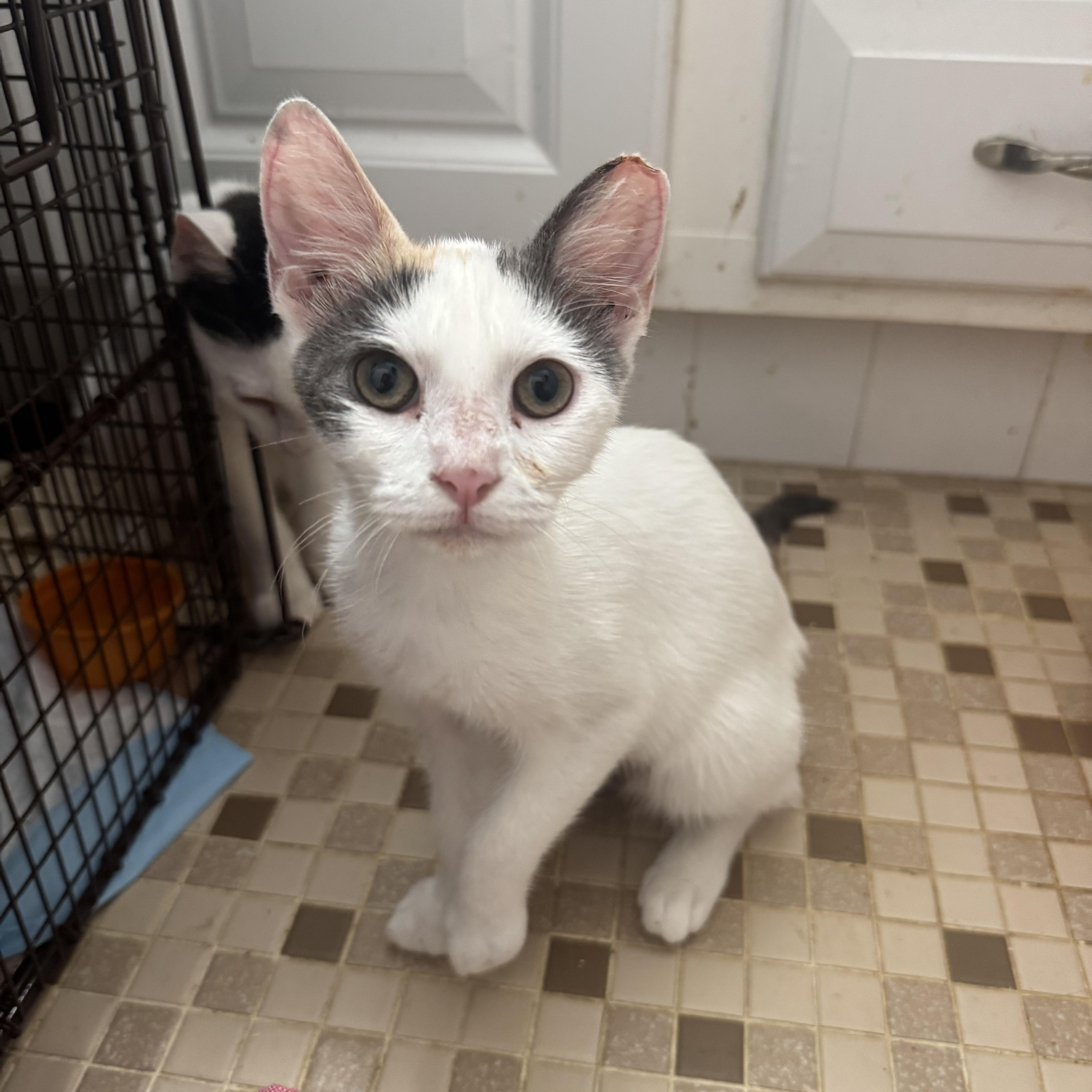 A baby small-sized female Black & White / Tuxedo Domestic Short Hair cat named Miss Bobbi & Mr. for adoption in Boca Raton, FL