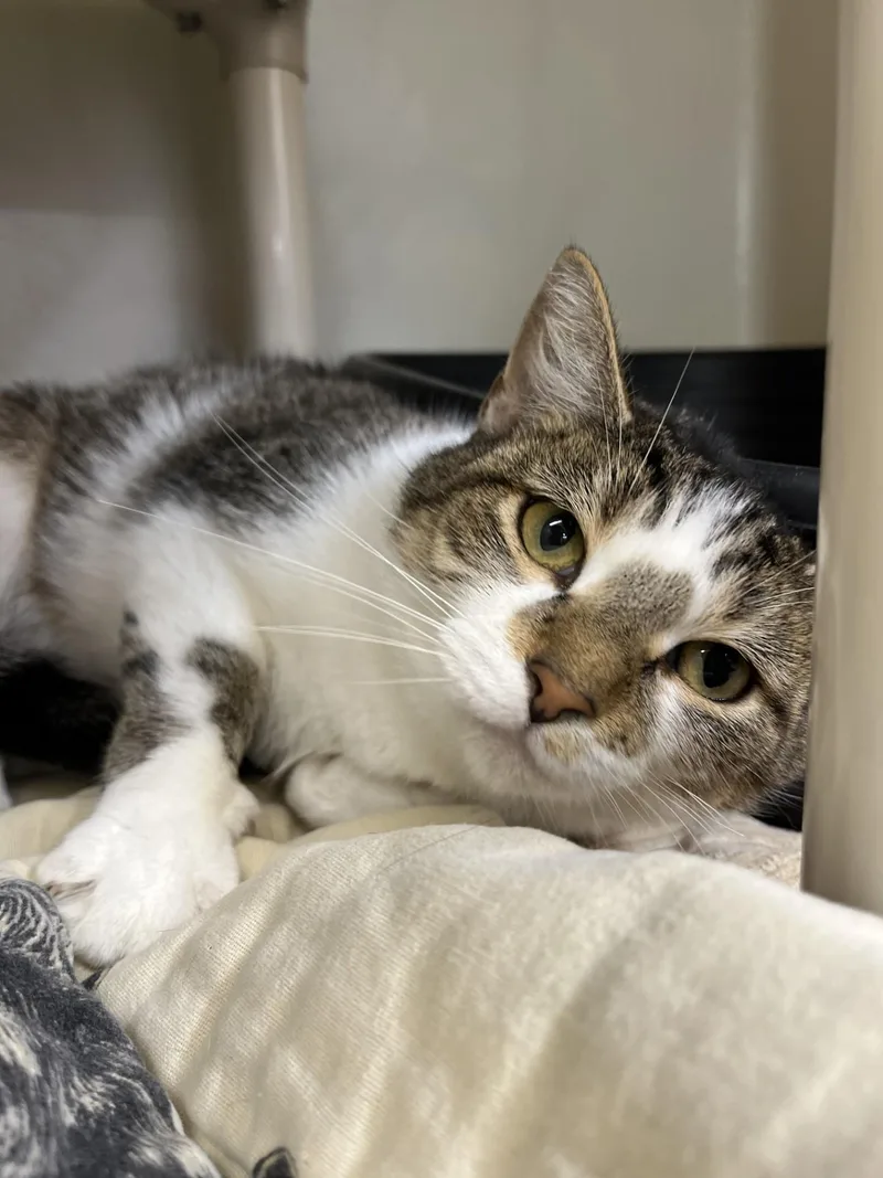 An adult medium-sized female Tabby (Tiger Striped) Domestic Short Hair cat named Penny for adoption in Upper Sandusky, OH