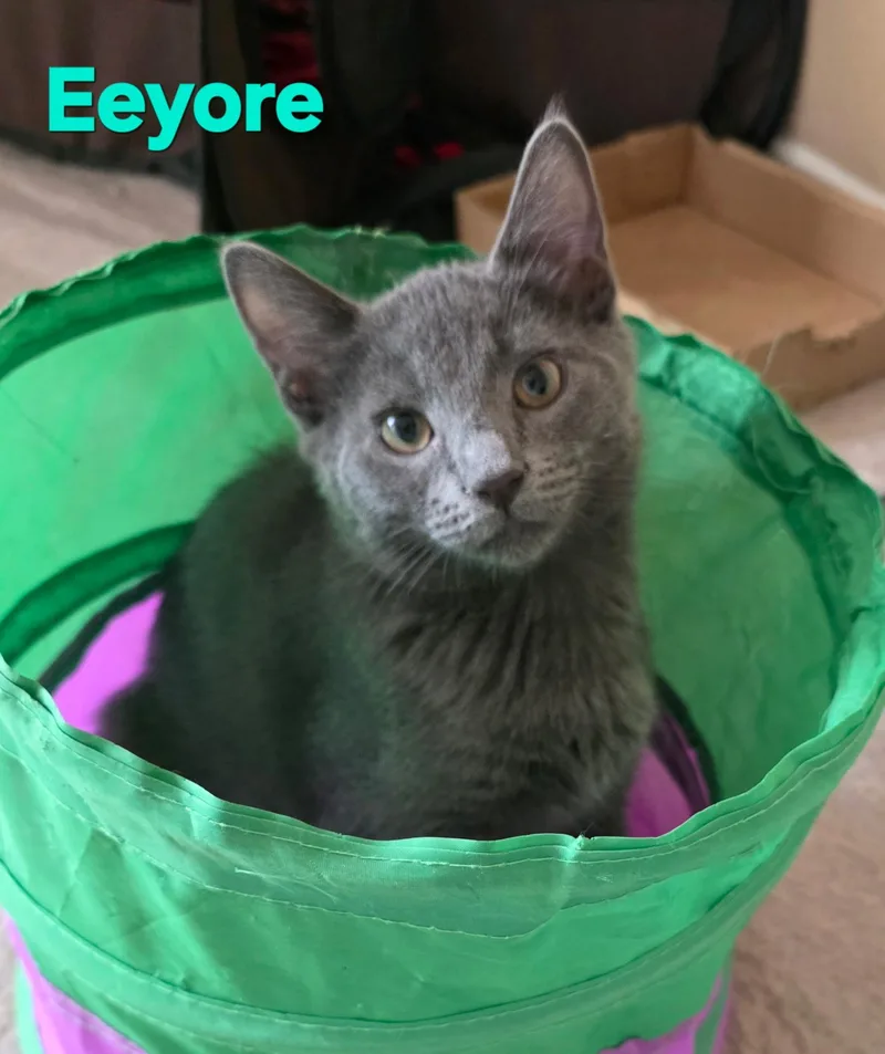 Eeyore