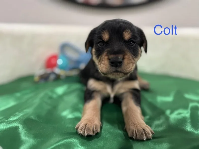 Cleary  Colt thumbnail 3