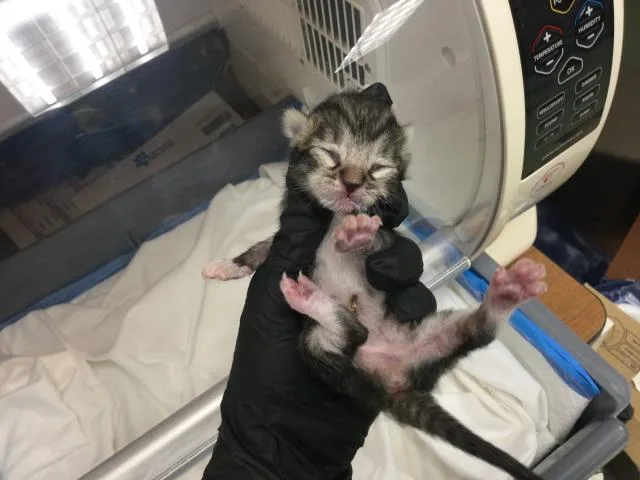 A baby small-sized female Domestic Short Hair cat named A for adoption in Thousand Palms, CA