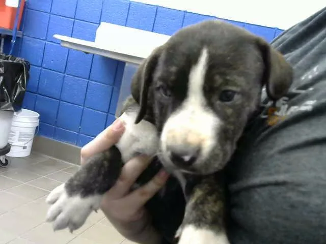 A baby small-sized female German Shepherd Dog dog named Prairie for adoption in Albuquerque, NM