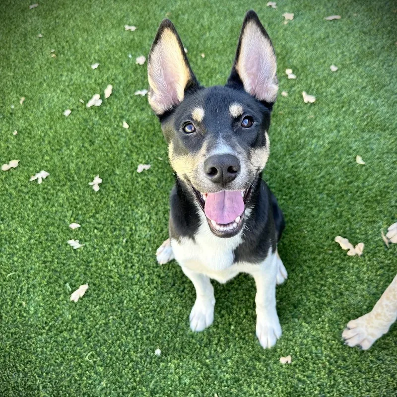 A young medium-sized male Black Mixed Breed dog named Sparky for adoption in Ardmore, OK