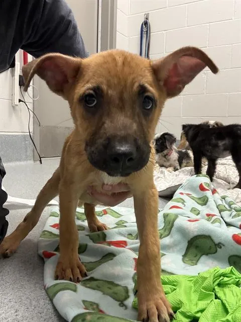 A baby small-sized female Pit Bull Terrier dog named Poppy for adoption in Indianapolis, IN