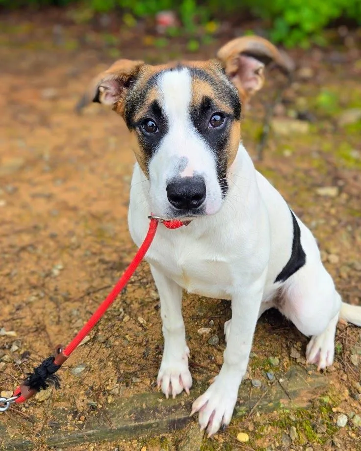 A baby medium-sized female Mixed Breed dog named Lakota for adoption in Douglasville, GA
