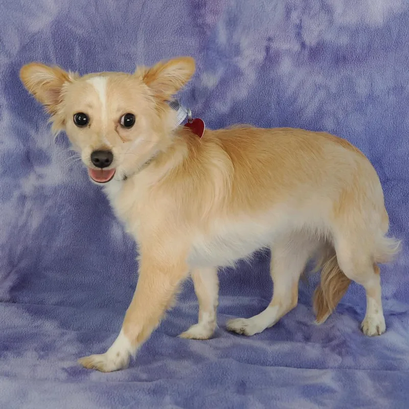 A young small-sized female Yellow / Tan / Blond / Fawn Chihuahua dog named Susan for adoption in Point Richmond, CA