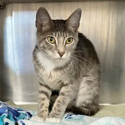 A baby small-sized female Domestic Short Hair cat named Tina for adoption in Wheaton, IL