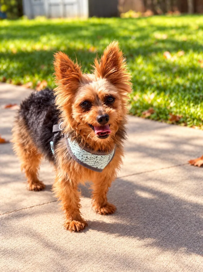 An adult small-sized male Yorkshire Terrier dog named Spartan for adoption in Union Grove, WI