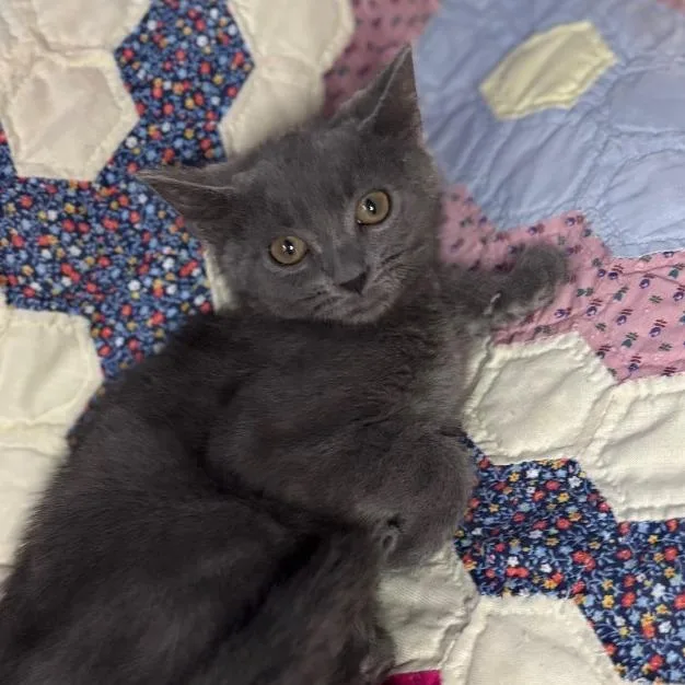 A young small-sized male Gray / Blue / Silver Domestic Short Hair cat named Persimmon for adoption in Lexington, KY