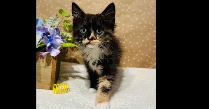 A baby small-sized female Domestic Long Hair cat named Dazzle for adoption in Groveland, MA