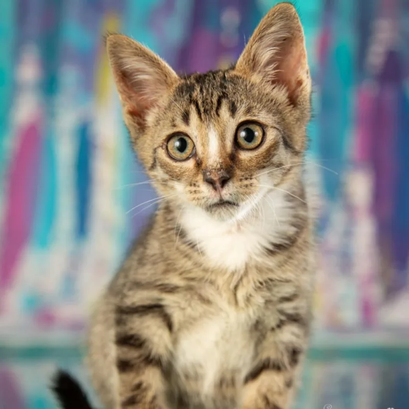 An adult small-sized male Brown / Chocolate Domestic Short Hair cat named Alexander for adoption in Springfield, MO