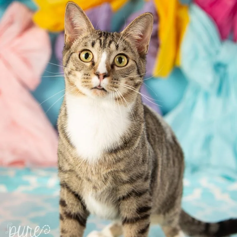 Alexander thumbnail 6