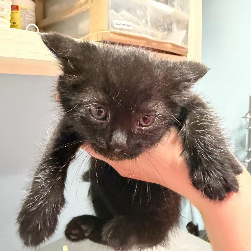 A baby small-sized male Black Domestic Short Hair cat named Lake for adoption in Chattanooga, TN