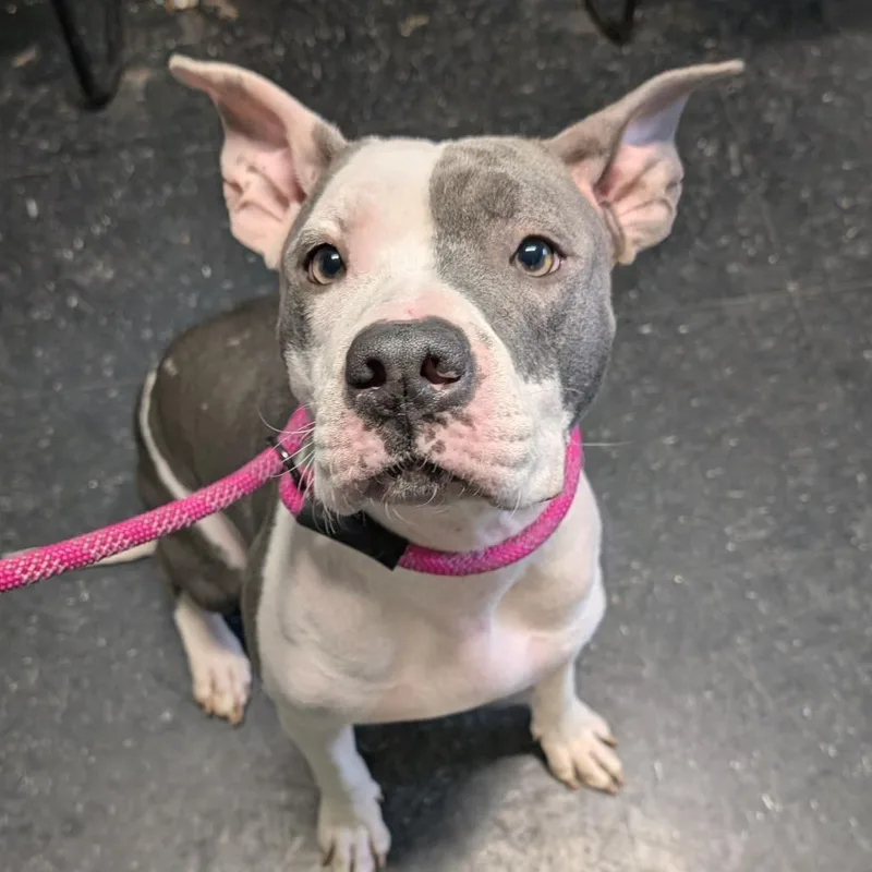A young medium-sized female White / Cream Pit Bull Terrier dog named Doja for adoption in Shinnston, WV