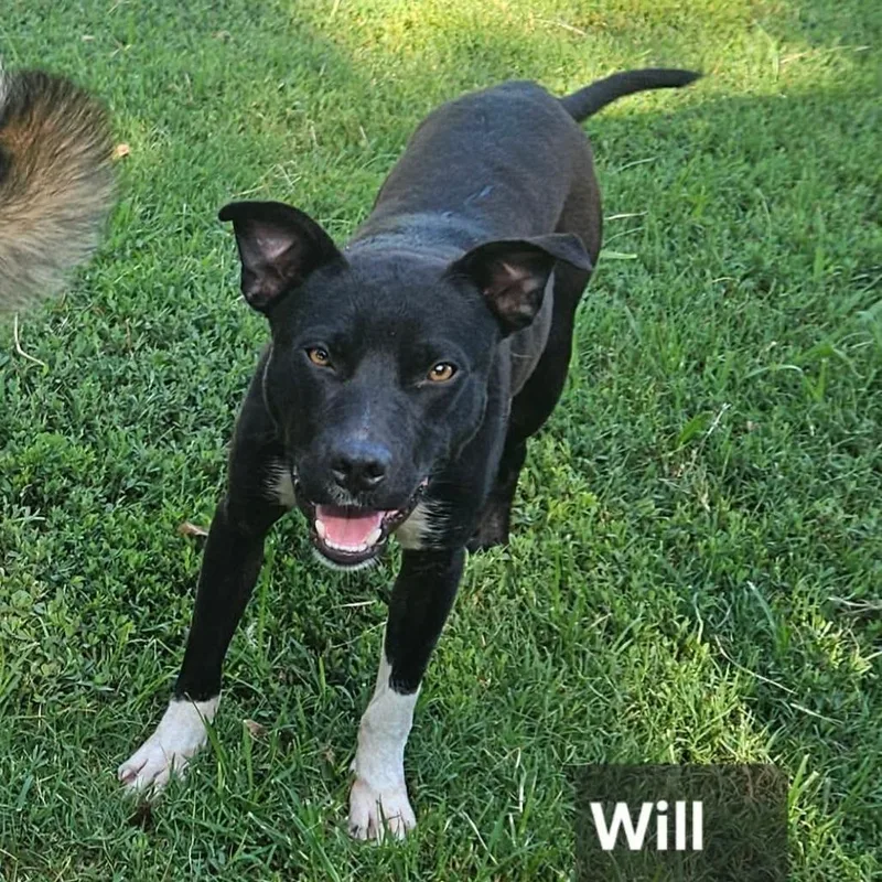 Will