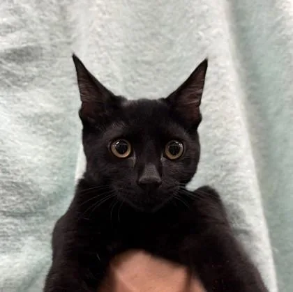 A baby small-sized male Domestic Short Hair cat named Hank for adoption in Honolulu, HI