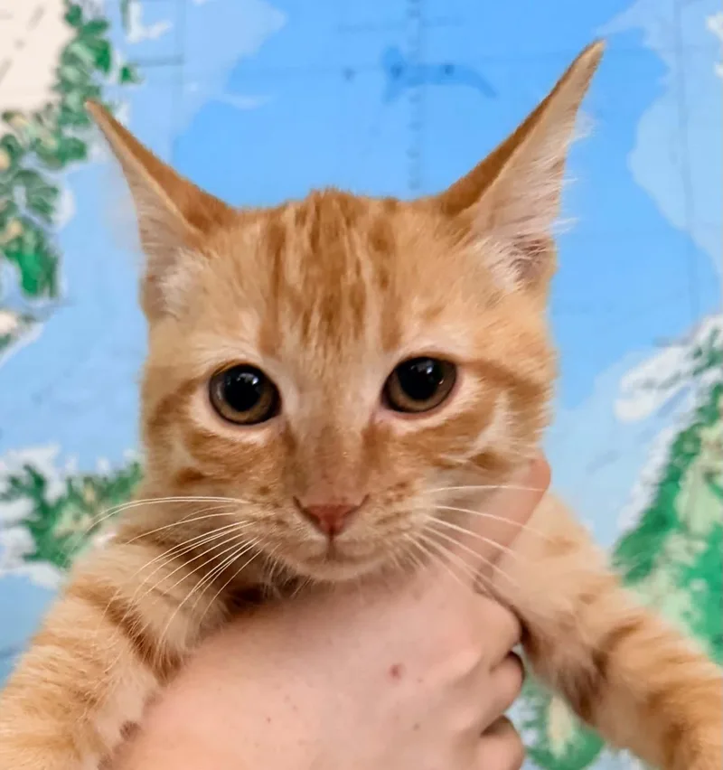 A baby medium-sized male Domestic Short Hair cat named Frankenstein for adoption in Lincoln, CA