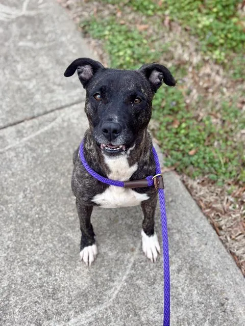 An adult medium-sized female Mixed Breed dog named Zinnia for adoption in Charlotte, NC