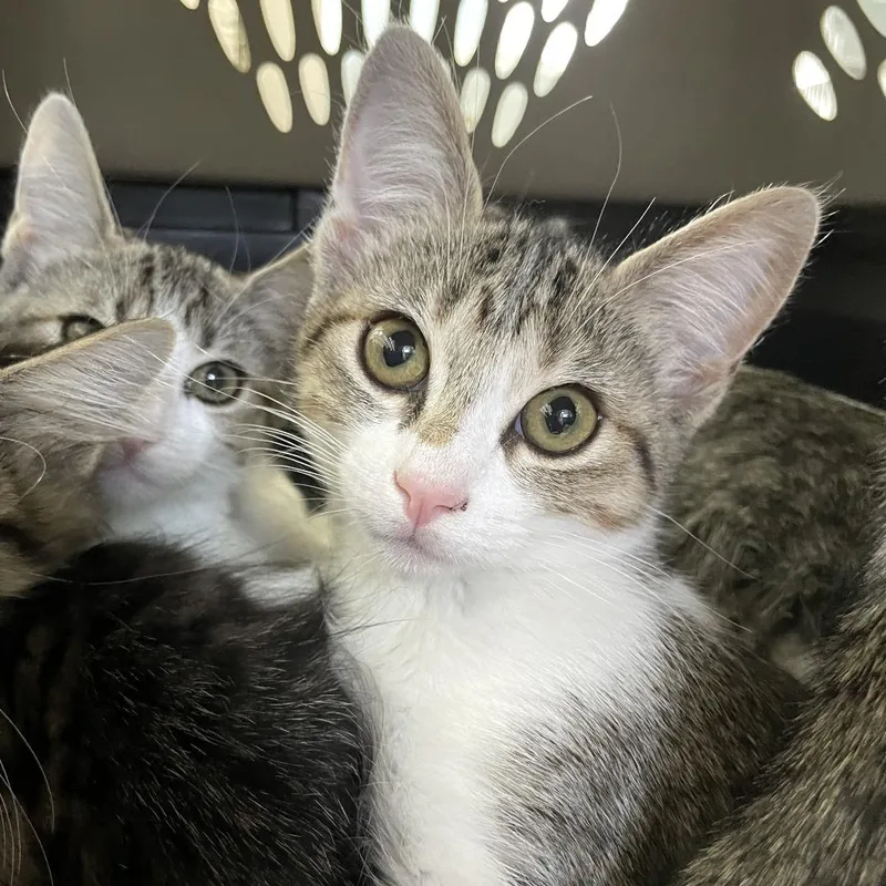 A baby small-sized female Gray / Blue / Silver Domestic Short Hair cat named Hanson for adoption in Carencro, LA