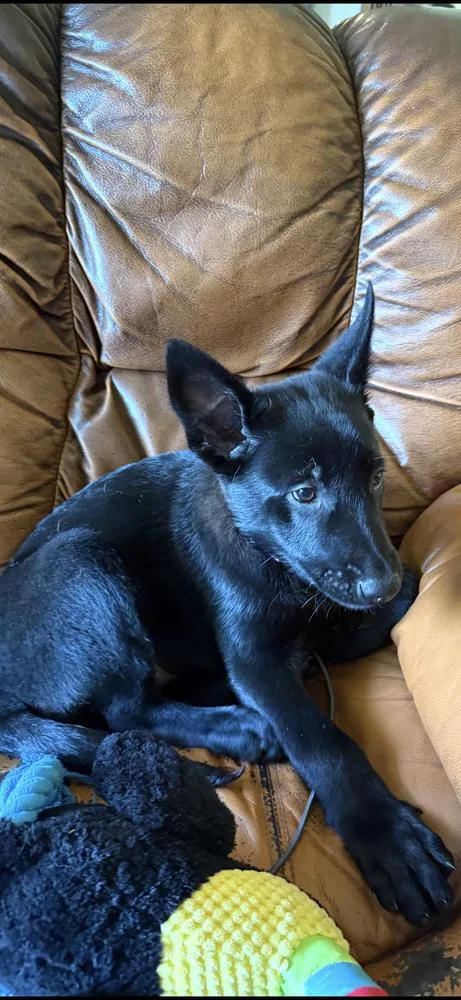 A baby small-sized female Belgian Shepherd / Malinois dog named Moon Litter  Elara for adoption in Imlay City, MI