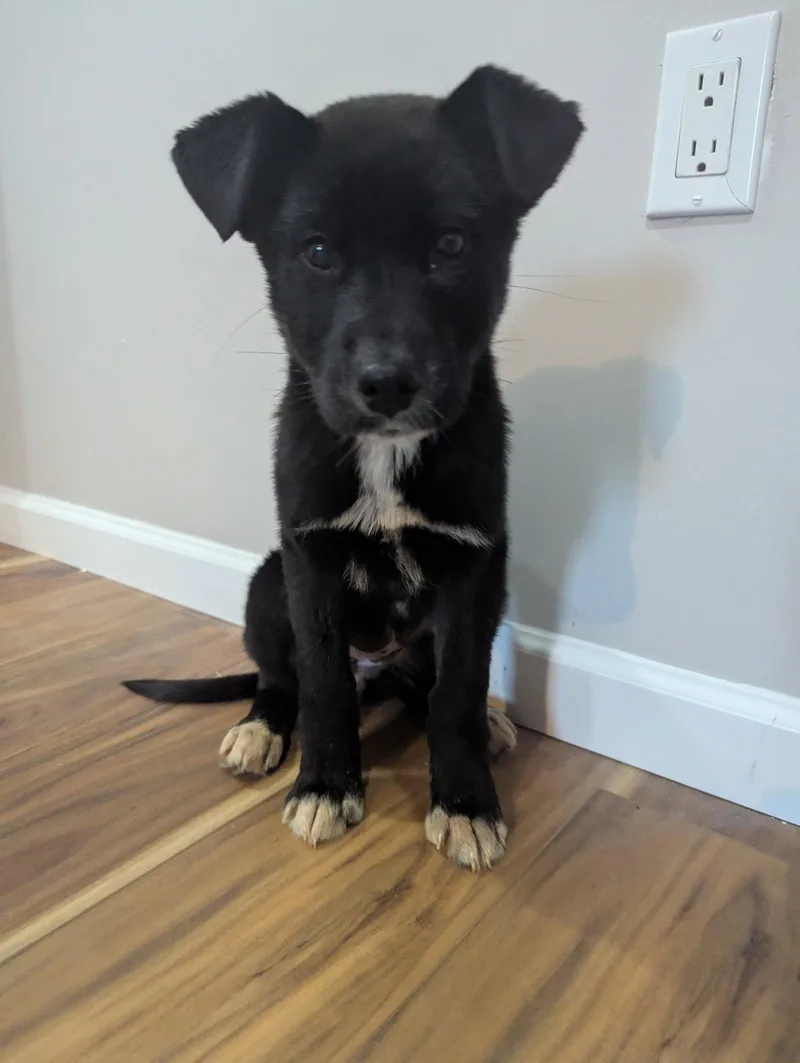 A baby medium-sized female Mixed Breed dog named Sprite for adoption in Calhoun, GA