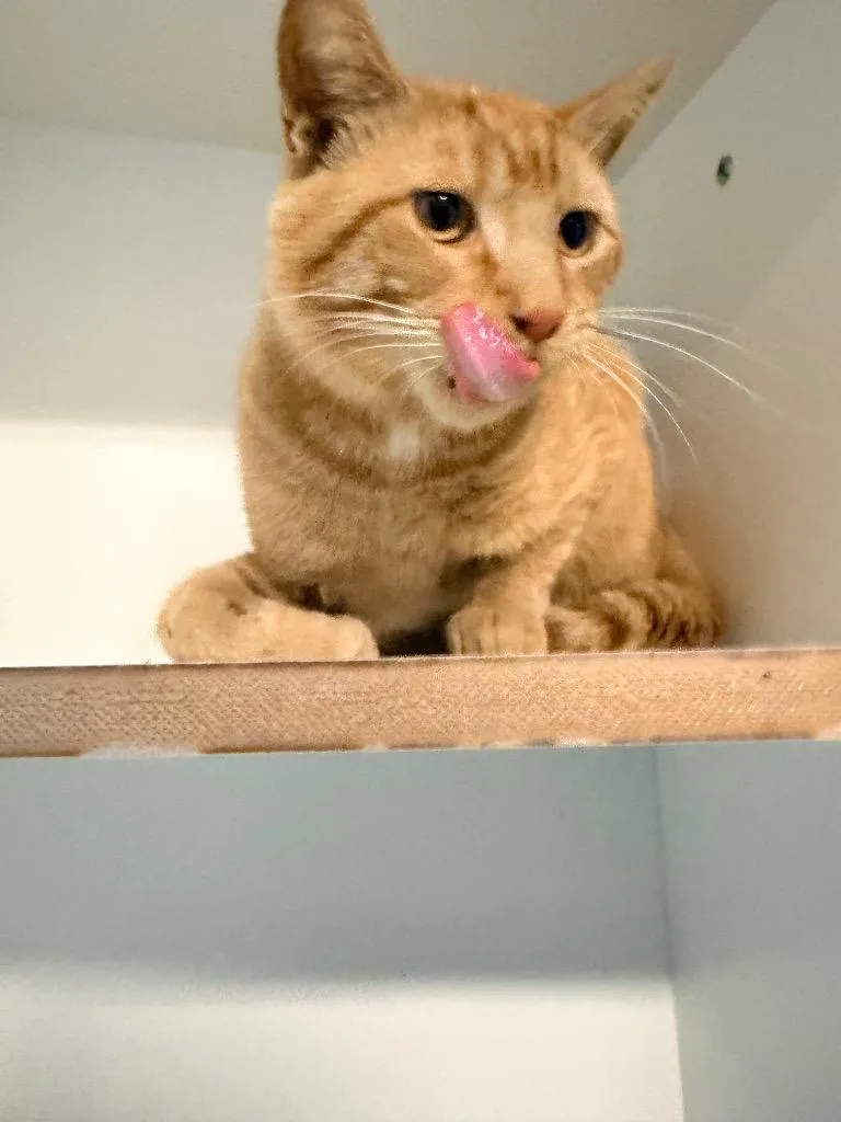 An adult medium-sized male Domestic Short Hair cat named Van Gogh for adoption in Huntington, IN