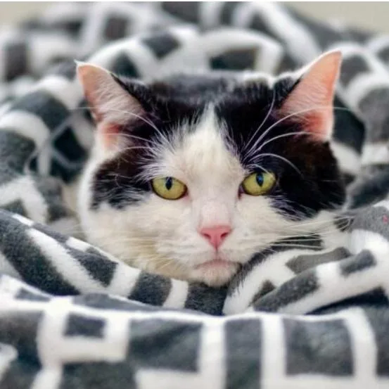 Roseland thumbnail 2