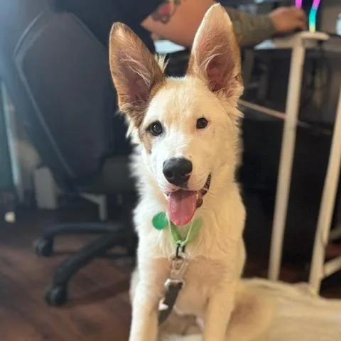 A baby medium-sized male White / Cream Mixed Breed dog named Henry for adoption in Buffalo, MN