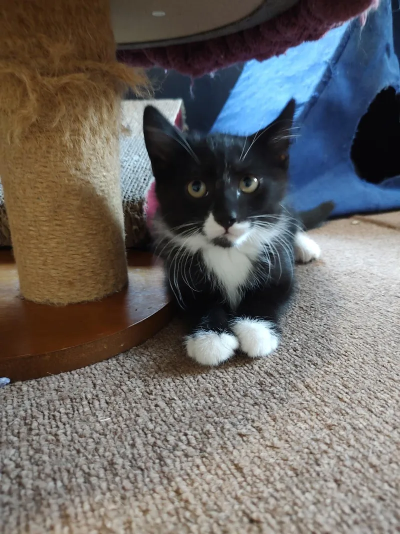 A baby medium-sized male Black & White / Tuxedo Domestic Short Hair cat named Frank Sinatra for adoption in Pasco, WA