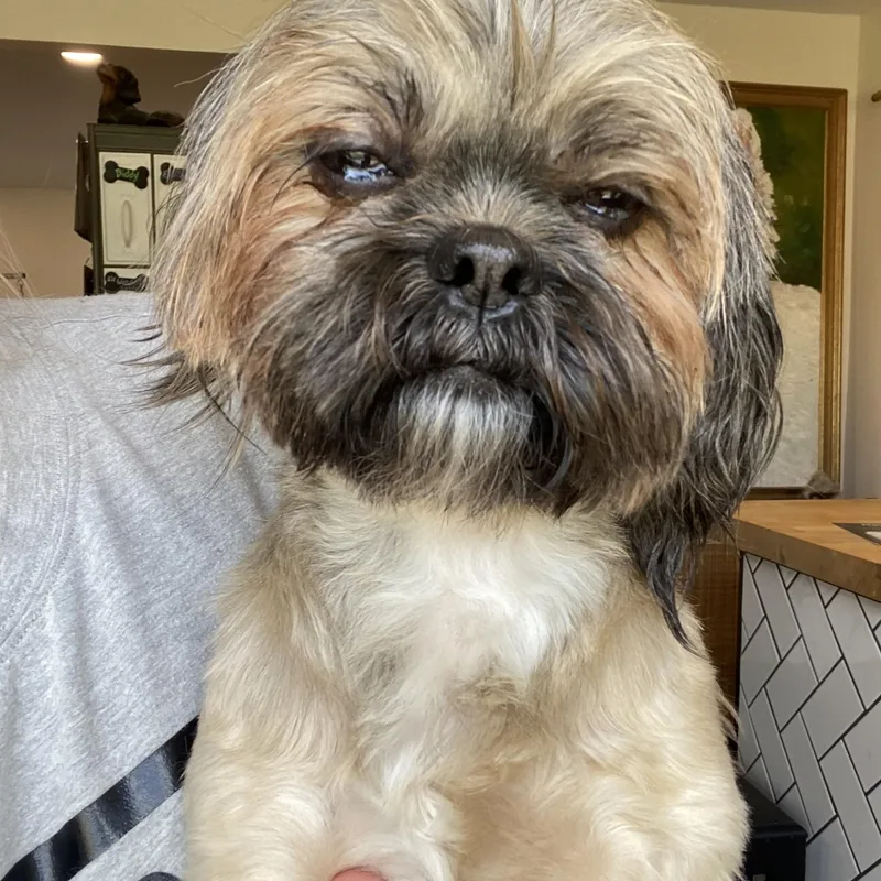 A young small-sized female Shih Tzu dog named Fanny Farmer for adoption in Glendale, OH
