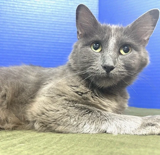 Endzone Enforcer thumbnail 2