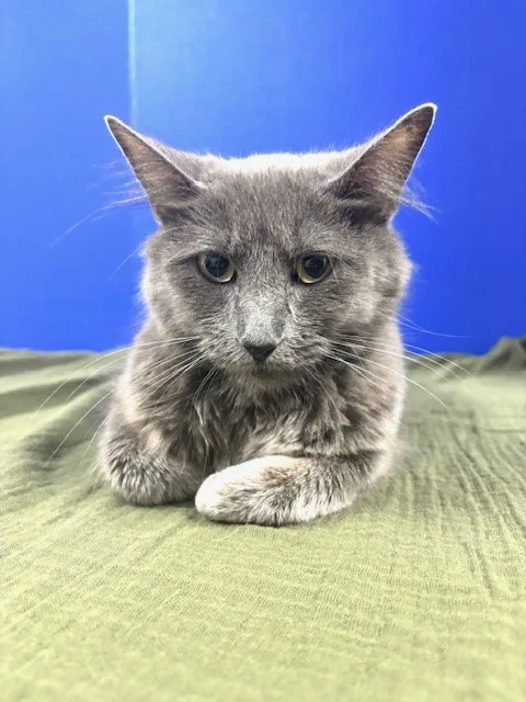 Endzone Enforcer thumbnail 3