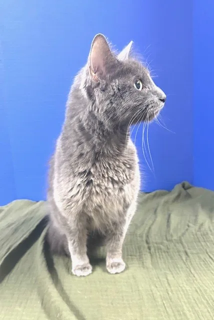 Endzone Enforcer thumbnail 4