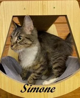 A baby medium-sized female White Tabby cat named Simone  Former Mama for adoption in Southern Pines, NC