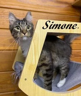 Simone  Former Mama thumbnail 3