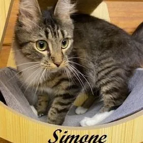 Simone  Former Mama thumbnail 4