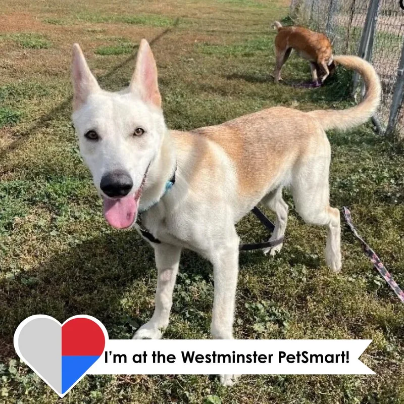 A young medium-sized female White / Cream German Shepherd Dog dog named Acoma for adoption in Fort Collins, CO