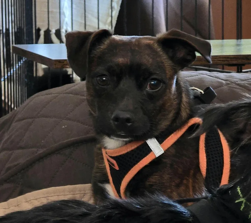 A young small-sized male Brindle Miniature Pinscher dog named Saber for adoption in Lake Forest, CA